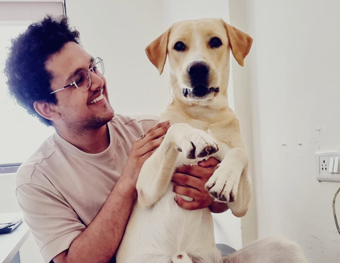 Hapi, the indie X labrador