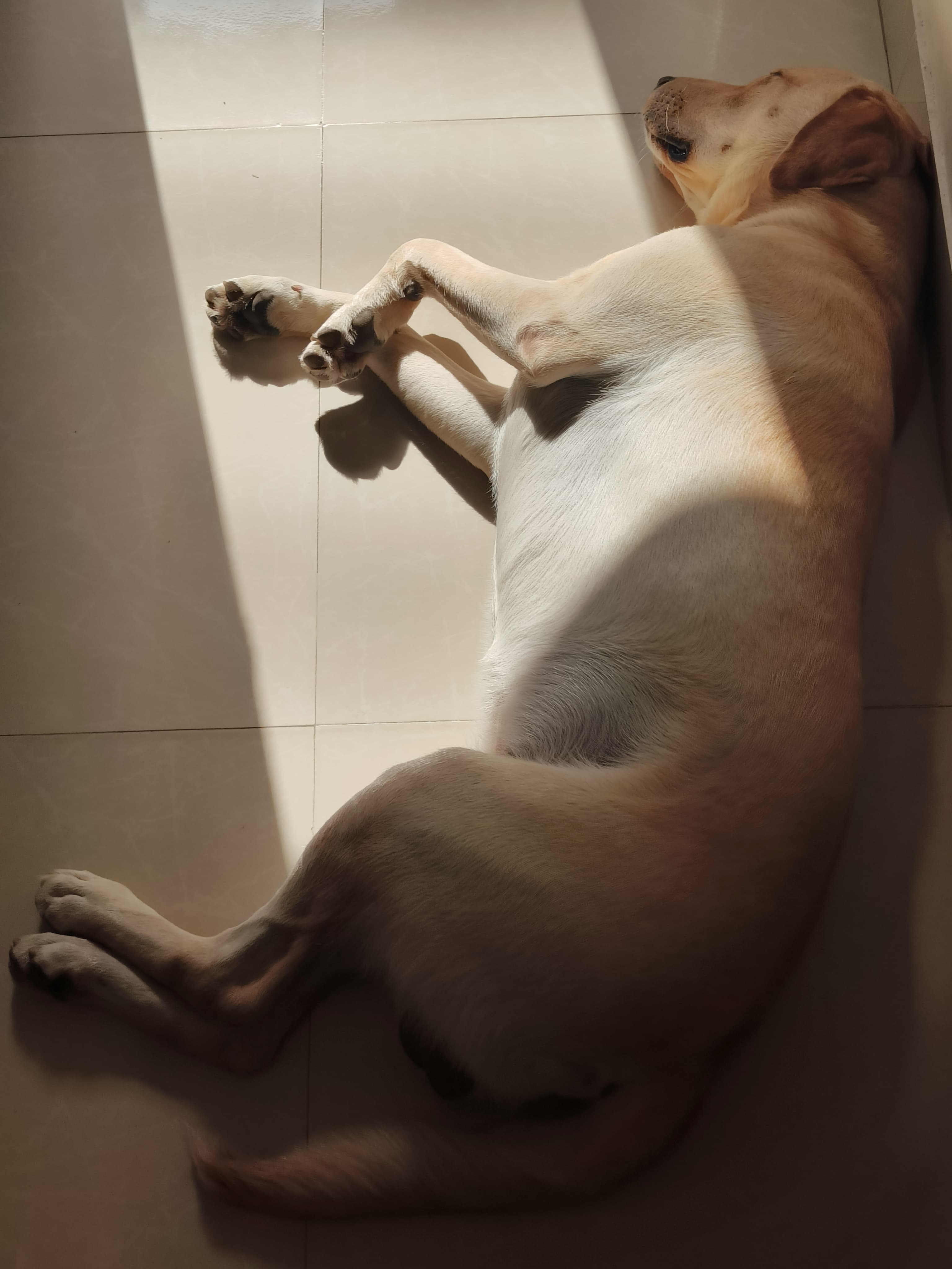 Hapi, the indie X labrador